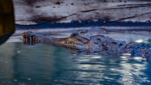 Surface level of crocodile in water
