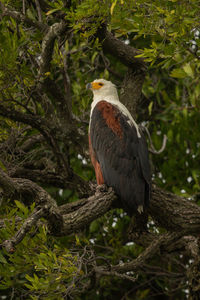 Low angle view of eagle perching on tree