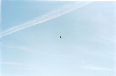 Low angle view of birds flying in sky