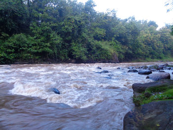 Scenic view of river flowing in forest