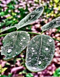 Close-up of dew drops on leaves