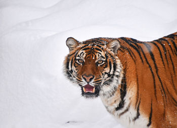 Portrait of tiger standing on snow during winter