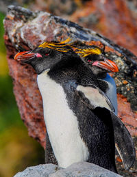 Close-up of bird