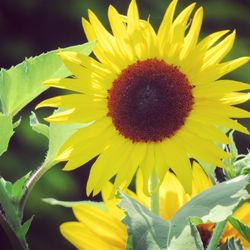 Close-up of sunflower