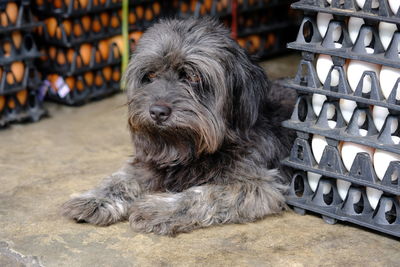 Portrait of dog relaxing outdoors