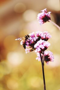 Close-up of insect on purple flower