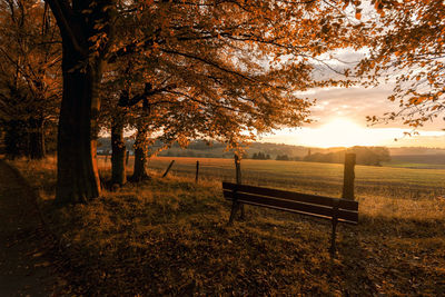 Trees on field against sky at sunset