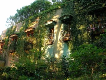 Low angle view of trees and building