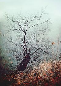 Low angle view of silhouette bare tree against sky