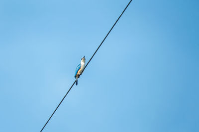 Low angle view of man against clear blue sky