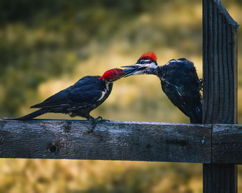 Close-up of birds perching on railing