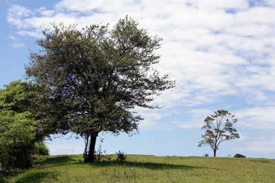 Trees on field against sky