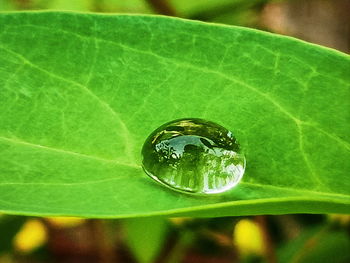 Close-up of insect on leaf