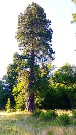 Low angle view of trees in forest against clear sky