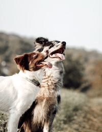 Portrait of 2 dogs on field