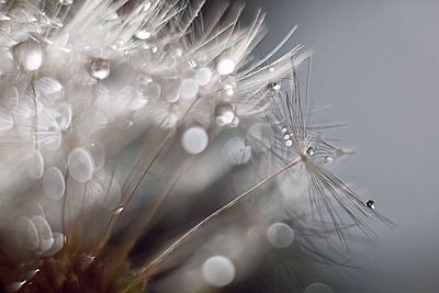 Close-up of flowers