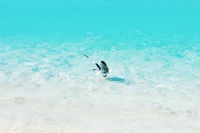 Fish swimming in sea