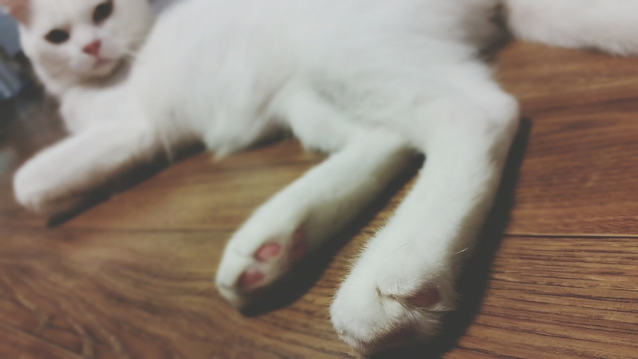 animal themes, domestic animals, mammal, indoors, pets, one animal, domestic cat, relaxation, wood - material, cat, close-up, feline, sleeping, high angle view, resting, lying down, white color, hardwood floor, no people, whisker