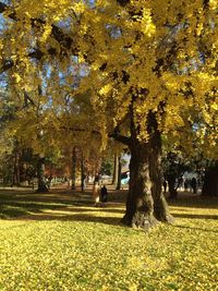 Yellow flowers growing on field