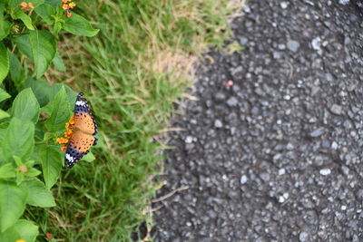 High angle view of butterfly on leaf