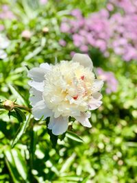 Close-up of white rose