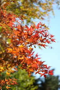 Low angle view of autumnal leaves on tree