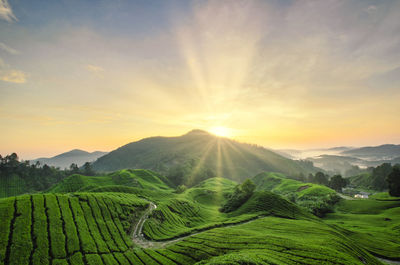 Scenic view of agricultural field against sky during sunset