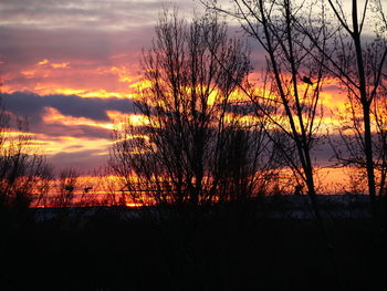 Silhouette trees against sky during sunset