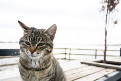 Close-up portrait of tabby cat sitting against sky