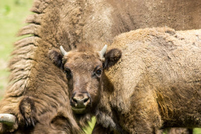 Portrait of calf with european bison standing on field
