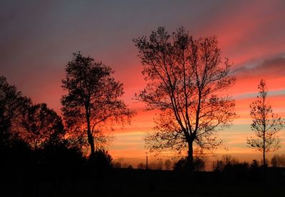 Silhouette of trees at sunset