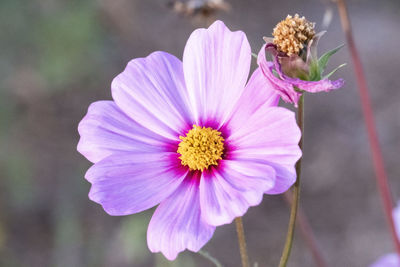 Close-up of pink cosmos flower