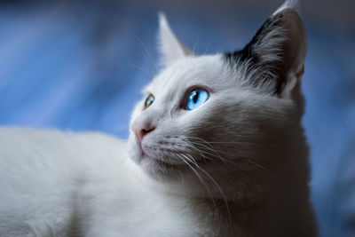 Close-up of cat looking away