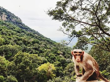Monkey sitting in a forest