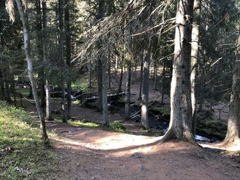 Trees in forest