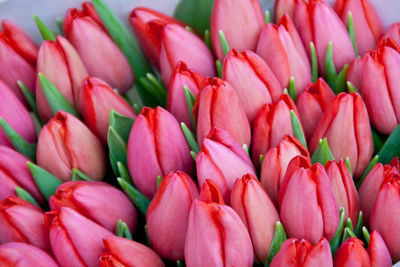 Close-up of pink tulip buds