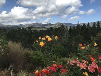 Scenic view of flowering plants on land against sky