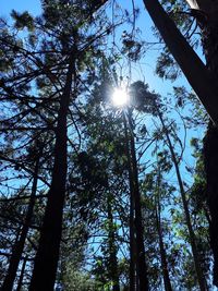 Low angle view of trees in forest