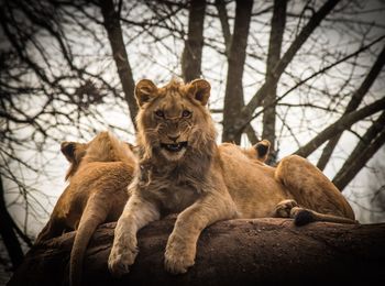 Low angle view of lions sitting on rock