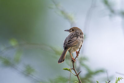 Close-up of bird perching on branch