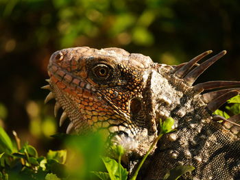 Close-up of lizard