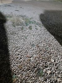 High angle view of stones on road