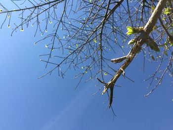 Low angle view of plant against clear blue sky