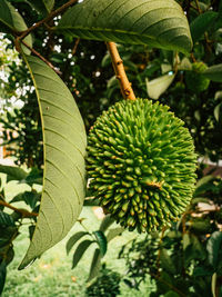 Close-up of fruits growing on tree