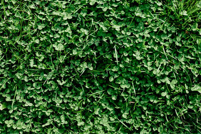 Full frame shot of plants