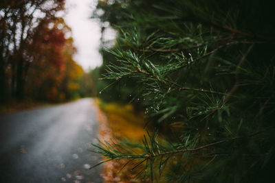 Winding country road in autumn, leaves leaf fall colors moody upstate spooky halloween haunted roads