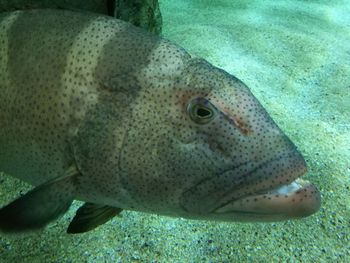 Close-up of fish swimming in sea