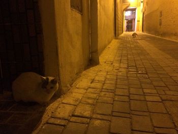 Cat in corridor