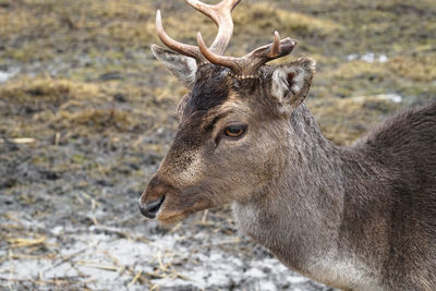 Close-up of roe deer