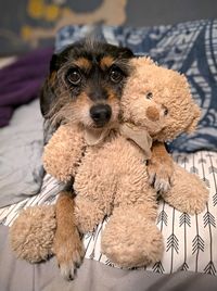 Close-up of dog toy
